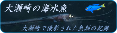 大瀬崎の海水魚
